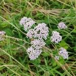 Achillea millefoliumফুল