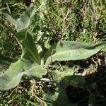 Hypochaeris maculata Folha