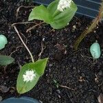 Maianthemum canadense 花