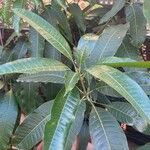 Mangifera indica Fuelha