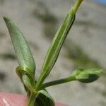 Centaurium pulchellum 葉