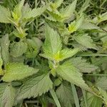 Praxelis clematidea Frunză