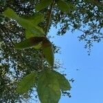 Quercus agrifolia Fruit