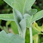 Salvia officinalis Blatt
