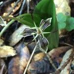 Scoliopus bigelovii 花