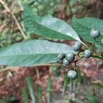 Pavetta bidentata Fruit