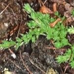 Saxifraga bryoides Feuille