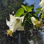 Brugmansia suaveolens Blomst