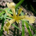 Iris hartwegii Cvet