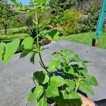 Sambucus nigraFeuille