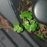 Geranium lucidum Leaf