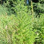 Artemisia annua Habitus