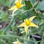 Solanum pimpinellifolium Λουλούδι