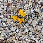 Crocus chrysanthus Flor