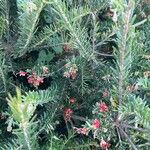 Grevillea rosmarinifoliaFlower