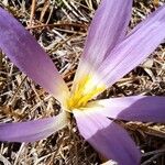 Colchicum montanum Квітка