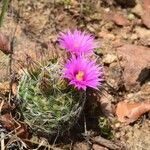 Mammillaria wrightii Hoja