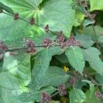 Triumfetta semitriloba Fruto