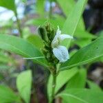 Justicia gendarussa Flower