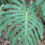 Monstera deliciosa Листок