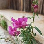 Antirrhinum australe 花