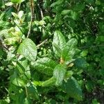 Shepherdia canadensis Leaf