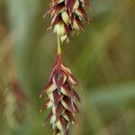 Carex magellanica Ffrwyth