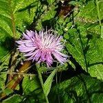 Centaurea napifolia Blüte