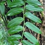 Marcgravia umbellata Hoja