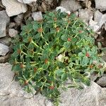 Euphorbia pyrenaica Blüte