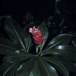 Costus scaber Flower