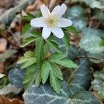 Anemone nemorosaFlower