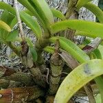 Brassavola nodosa Leaf