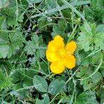 Ranunculus montanus Flower