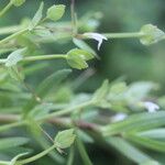 Lindernia dubia 形態