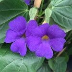 Thunbergia battiscombei Leaf