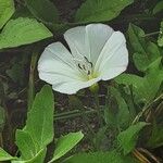 Calystegia spithamaea Flower