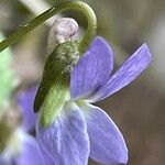 Viola collina Flower