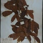 Dodecadenia grandiflora Diğer