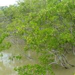 Laguncularia racemosa Hábito