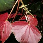 Begonia multinervia പുഷ്പം