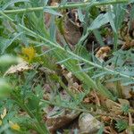 Linum pratense Агульны выгляд