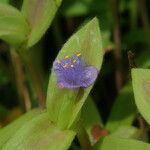 Cyanotis cristata Λουλούδι