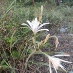 Pancratium maritimumKwiat