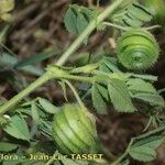 Medicago scutellata Fruto