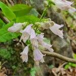 Penstemon canescens 花