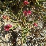 Anabasis articulata Flower