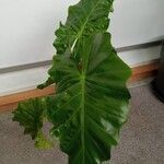 Alocasia macrorrhizos Листок