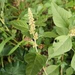 Amaranthus deflexusFloare