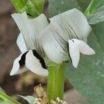 Vicia fabaFlower